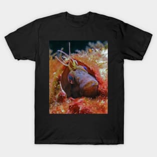 The Curious Face of a Seaweed Blenny T-Shirt